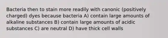 Bacteria then to stain more readily with canonic (positively charged) dyes because bacteria A) contain large amounts of alkaline substances B) contain large amounts of acidic substances C) are neutral D) have thick cell walls