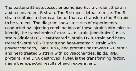 The bacteria Streptococcus pneumoniae has a virulent S strain and a nonvirulent R strain. The S strain is lethal to mice. The S strain contains a chemical factor that can transform the R strain to be virulent. The diagram shows a series of experiments conducted by injecting combinations of these strains into mice to identify the transforming factor. A - R strain (nonvirulent) B - S strain (virulent) C - Heat-treated S strain D - R strain and heat-treated S strain E - R strain and heat-treated S strain with polysaccharides, lipids, RNA, and proteins destroyed F - R strain and heat-treated S strain with polysaccharides, lipids, RNA, proteins, and DNA destroyed If DNA is the transforming factor, name the expected results of each experiment.