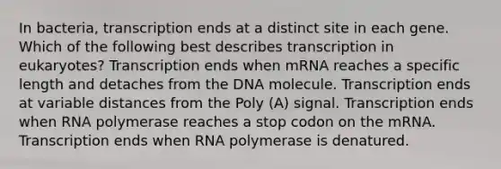 In bacteria, transcription ends at a distinct site in each gene. Which of the following best describes transcription in eukaryotes? Transcription ends when mRNA reaches a specific length and detaches from the DNA molecule. Transcription ends at variable distances from the Poly (A) signal. Transcription ends when RNA polymerase reaches a stop codon on the mRNA. Transcription ends when RNA polymerase is denatured.