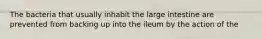 The bacteria that usually inhabit the large intestine are prevented from backing up into the ileum by the action of the