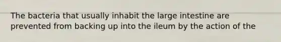 The bacteria that usually inhabit the large intestine are prevented from backing up into the ileum by the action of the