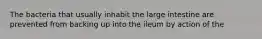 The bacteria that usually inhabit the large intestine are prevented from backing up into the ileum by action of the