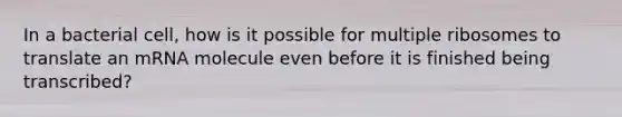 In a bacterial cell, how is it possible for multiple ribosomes to translate an mRNA molecule even before it is finished being transcribed?