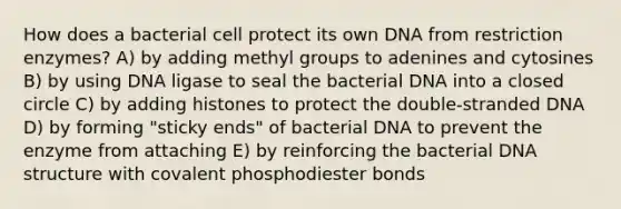 How does a bacterial cell protect its own DNA from restriction enzymes? A) by adding methyl groups to adenines and cytosines B) by using DNA ligase to seal the bacterial DNA into a closed circle C) by adding histones to protect the double-stranded DNA D) by forming "sticky ends" of bacterial DNA to prevent the enzyme from attaching E) by reinforcing the bacterial DNA structure with covalent phosphodiester bonds