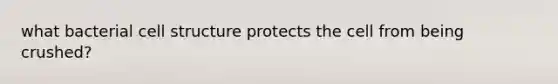 what bacterial <a href='https://www.questionai.com/knowledge/k2UYW91Rh5-cell-structure' class='anchor-knowledge'>cell structure</a> protects the cell from being crushed?