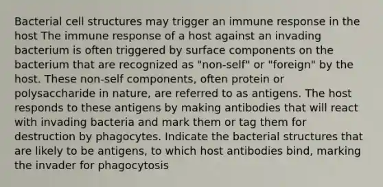 Bacterial cell structures may trigger an immune response in the host The immune response of a host against an invading bacterium is often triggered by surface components on the bacterium that are recognized as "non-self" or "foreign" by the host. These non-self components, often protein or polysaccharide in nature, are referred to as antigens. The host responds to these antigens by making antibodies that will react with invading bacteria and mark them or tag them for destruction by phagocytes. Indicate the bacterial structures that are likely to be antigens, to which host antibodies bind, marking the invader for phagocytosis