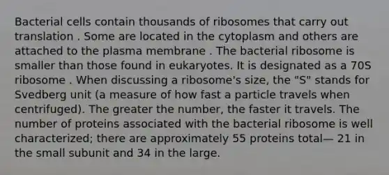 Bacterial cells contain thousands of ribosomes that carry out translation . Some are located in the cytoplasm and others are attached to the plasma membrane . The bacterial ribosome is smaller than those found in eukaryotes. It is designated as a 70S ribosome . When discussing a ribosome's size, the "S" stands for Svedberg unit (a measure of how fast a particle travels when centrifuged). The greater the number, the faster it travels. The number of proteins associated with the bacterial ribosome is well characterized; there are approximately 55 proteins total— 21 in the small subunit and 34 in the large.