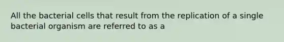 All the bacterial cells that result from the replication of a single bacterial organism are referred to as a