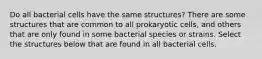 Do all bacterial cells have the same structures? There are some structures that are common to all prokaryotic cells, and others that are only found in some bacterial species or strains. Select the structures below that are found in all bacterial cells.