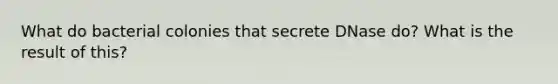 What do bacterial colonies that secrete DNase do? What is the result of this?