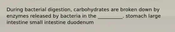 During bacterial digestion, carbohydrates are broken down by enzymes released by bacteria in the __________. stomach large intestine small intestine duodenum