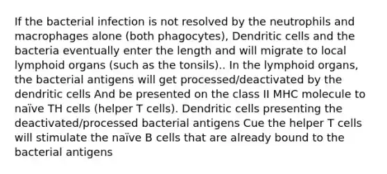 If the bacterial infection is not resolved by the neutrophils and macrophages alone (both phagocytes), Dendritic cells and the bacteria eventually enter the length and will migrate to local lymphoid organs (such as the tonsils).. In the lymphoid organs, the bacterial antigens will get processed/deactivated by the dendritic cells And be presented on the class II MHC molecule to naïve TH cells (helper T cells). Dendritic cells presenting the deactivated/processed bacterial antigens Cue the helper T cells will stimulate the naïve B cells that are already bound to the bacterial antigens