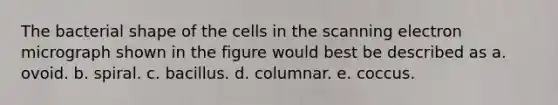 The bacterial shape of the cells in the scanning electron micrograph shown in the figure would best be described as a. ovoid. b. spiral. c. bacillus. d. columnar. e. coccus.