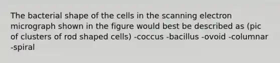 The bacterial shape of the cells in the scanning electron micrograph shown in the figure would best be described as (pic of clusters of rod shaped cells) -coccus -bacillus -ovoid -columnar -spiral