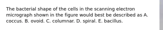 The bacterial shape of the cells in the scanning electron micrograph shown in the figure would best be described as A. coccus. B. ovoid. C. columnar. D. spiral. E. bacillus.