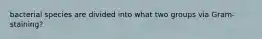bacterial species are divided into what two groups via Gram-staining?