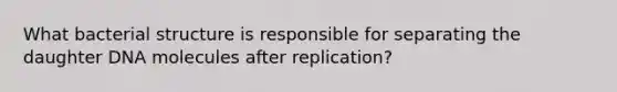 What bacterial structure is responsible for separating the daughter DNA molecules after replication?