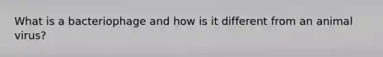 What is a bacteriophage and how is it different from an animal virus?