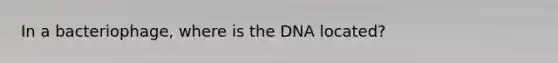 In a bacteriophage, where is the DNA located?