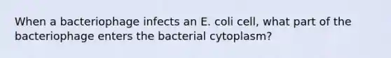 When a bacteriophage infects an E. coli cell, what part of the bacteriophage enters the bacterial cytoplasm?