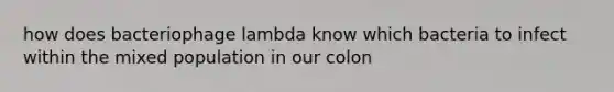 how does bacteriophage lambda know which bacteria to infect within the mixed population in our colon