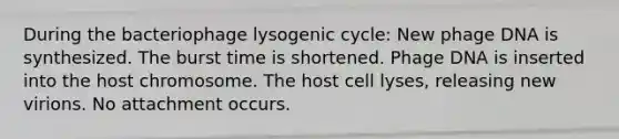 During the bacteriophage lysogenic cycle: New phage DNA is synthesized. The burst time is shortened. Phage DNA is inserted into the host chromosome. The host cell lyses, releasing new virions. No attachment occurs.