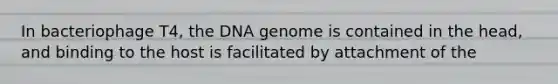 In bacteriophage T4, the DNA genome is contained in the head, and binding to the host is facilitated by attachment of the