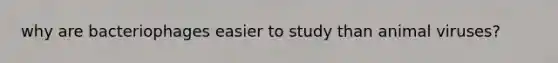 why are bacteriophages easier to study than animal viruses?