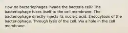 How do bacteriophages invade the bacteria cell? The bacteriophage fuses itself to the cell membrane. The bacteriophage directly injects its nucleic acid. Endocytosis of the bacteriophage. Through lysis of the cell. Via a hole in the cell membrane.