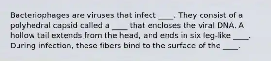 Bacteriophages are viruses that infect ____. They consist of a polyhedral capsid called a ____ that encloses the viral DNA. A hollow tail extends from the head, and ends in six leg-like ____. During infection, these fibers bind to the surface of the ____.