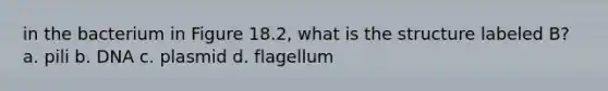 in the bacterium in Figure 18.2, what is the structure labeled B? a. pili b. DNA c. plasmid d. flagellum