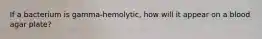 If a bacterium is gamma-hemolytic, how will it appear on a blood agar plate?