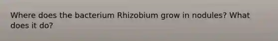 Where does the bacterium Rhizobium grow in nodules? What does it do?