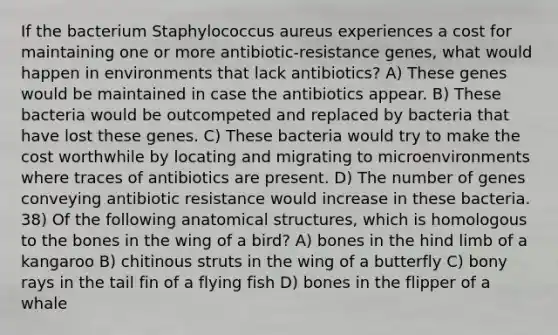 If the bacterium Staphylococcus aureus experiences a cost for maintaining one or more antibiotic-resistance genes, what would happen in environments that lack antibiotics? A) These genes would be maintained in case the antibiotics appear. B) These bacteria would be outcompeted and replaced by bacteria that have lost these genes. C) These bacteria would try to make the cost worthwhile by locating and migrating to microenvironments where traces of antibiotics are present. D) The number of genes conveying antibiotic resistance would increase in these bacteria. 38) Of the following anatomical structures, which is homologous to the bones in the wing of a bird? A) bones in the hind limb of a kangaroo B) chitinous struts in the wing of a butterfly C) bony rays in the tail fin of a flying fish D) bones in the flipper of a whale