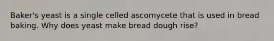 Baker's yeast is a single celled ascomycete that is used in bread baking. Why does yeast make bread dough rise?