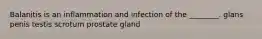 Balanitis is an inflammation and infection of the ________. glans penis testis scrotum prostate gland