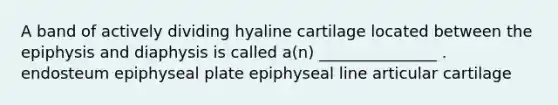 A band of actively dividing hyaline cartilage located between the epiphysis and diaphysis is called a(n) _______________ . endosteum epiphyseal plate epiphyseal line articular cartilage