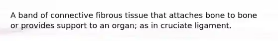 A band of connective fibrous tissue that attaches bone to bone or provides support to an organ; as in cruciate ligament.