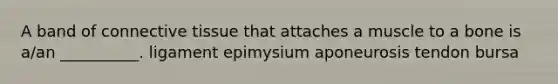 A band of connective tissue that attaches a muscle to a bone is a/an __________. ligament epimysium aponeurosis tendon bursa