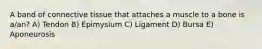 A band of connective tissue that attaches a muscle to a bone is a/an? A) Tendon B) Epimysium C) Ligament D) Bursa E) Aponeurosis