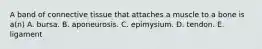 A band of connective tissue that attaches a muscle to a bone is a(n) A. bursa. B. aponeurosis. C. epimysium. D. tendon. E. ligament