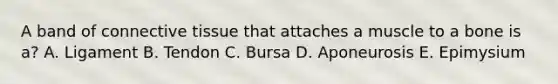 A band of connective tissue that attaches a muscle to a bone is a? A. Ligament B. Tendon C. Bursa D. Aponeurosis E. Epimysium