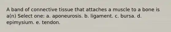 A band of connective tissue that attaches a muscle to a bone is a(n) Select one: a. aponeurosis. b. ligament. c. bursa. d. epimysium. e. tendon.