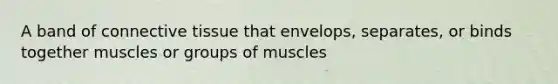 A band of connective tissue that envelops, separates, or binds together muscles or groups of muscles