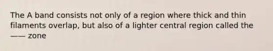 The A band consists not only of a region where thick and thin filaments overlap, but also of a lighter central region called the —— zone