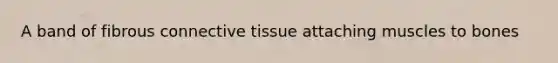 A band of fibrous <a href='https://www.questionai.com/knowledge/kYDr0DHyc8-connective-tissue' class='anchor-knowledge'>connective tissue</a> attaching muscles to bones