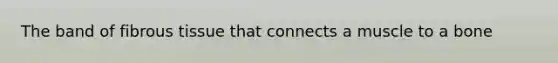 The band of fibrous tissue that connects a muscle to a bone