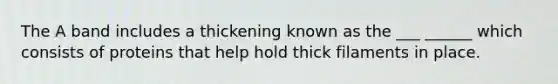 The A band includes a thickening known as the ___ ______ which consists of proteins that help hold thick filaments in place.