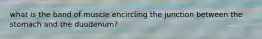 what is the band of muscle encircling the junction between the stomach and the duodenum?