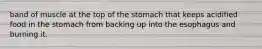 band of muscle at the top of the stomach that keeps acidified food in the stomach from backing up into the esophagus and burning it.